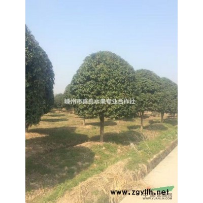 大量出售各規格早晚櫻花