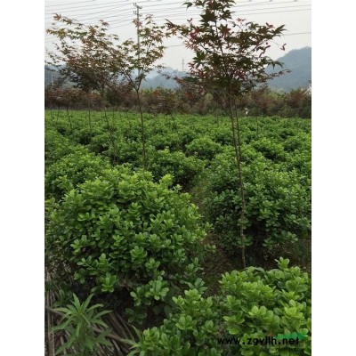 垂枝櫻花哪里找？雨露苗木可供應(yīng)