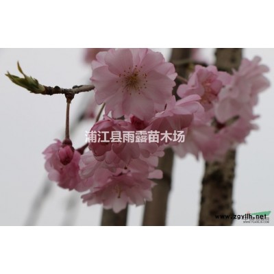 供應(yīng)高桿原生垂枝櫻花