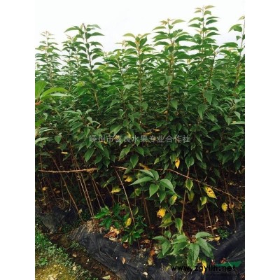 供應桂花 嵊州桂花 桂花*新報價