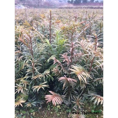 *供應紅豆杉小苗一年生 紅豆杉2--13公分