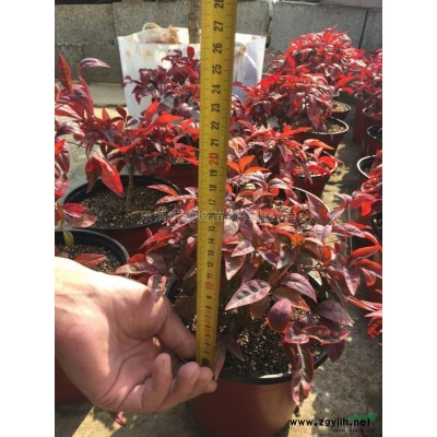 供應火焰南天竹