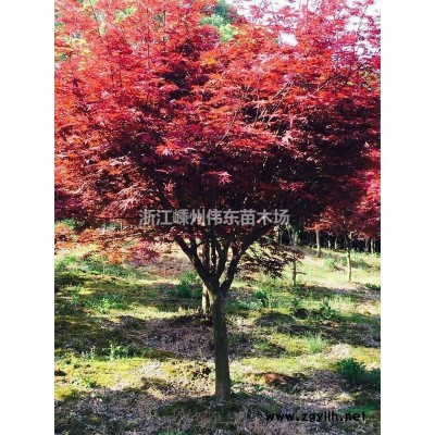 12公分垂絲海棠供應(yīng)/12公分垂絲海棠圖片供應(yīng)/12公分垂絲海棠供應(yīng)/12公分垂絲海棠圖片圖片