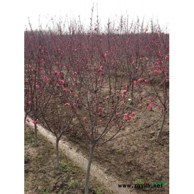 紅梅1報價/浙江紅梅1報價