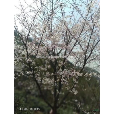 浙江紹興5公分垂絲海棠批發/供應