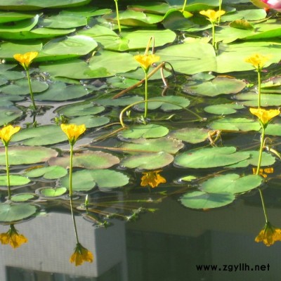 荇菜，大量出售水景佳品荇菜苗，江蘇沭陽富春園林基地大量現(xiàn)貨供應(yīng)出售，價(jià)格低 品種優(yōu) 成活率高，歡迎前來實(shí)地考察采購批發(fā)
