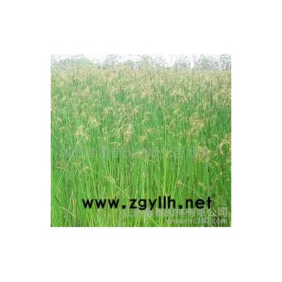 **園林水景植物細(xì)葉水蔥 細(xì)葉水蔥苗 細(xì)葉水蔥大量