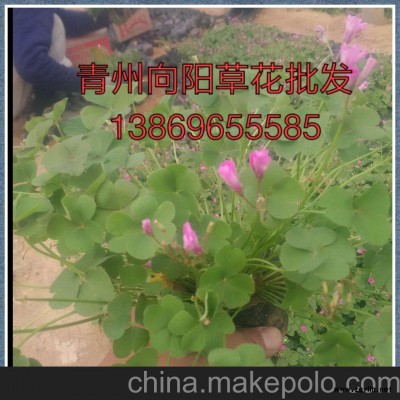 湖北地被石竹種植基地批發(fā)價(jià)格薄利多銷(xiāo)