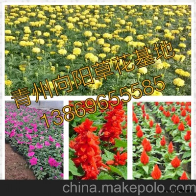 浙江繡線菊繁育基地-向陽(yáng)園藝供應(yīng)