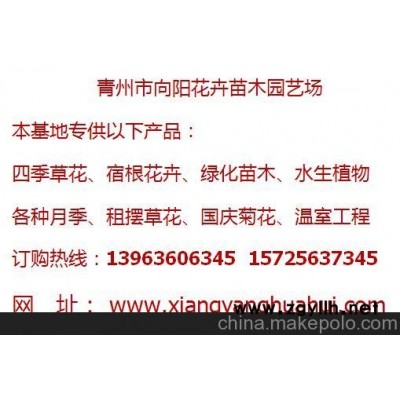 煙臺(tái)紅景天繁育基地-向陽(yáng)園藝供應(yīng)