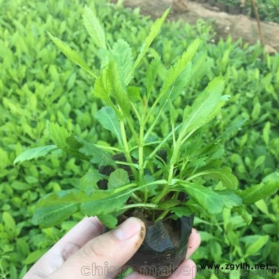 柳葉馬鞭草 馬鞭草價(jià)格 馬鞭草圖片