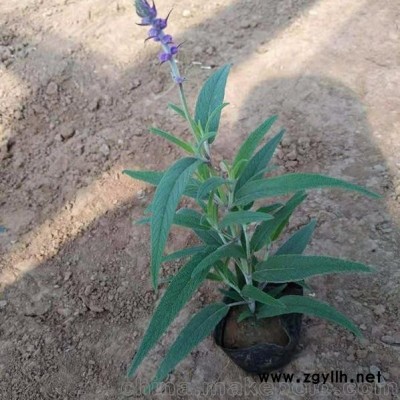 鑫超花卉苗木墨西哥鼠尾草 墨西哥鼠尾草價(jià)格 墨西哥鼠尾草圖片