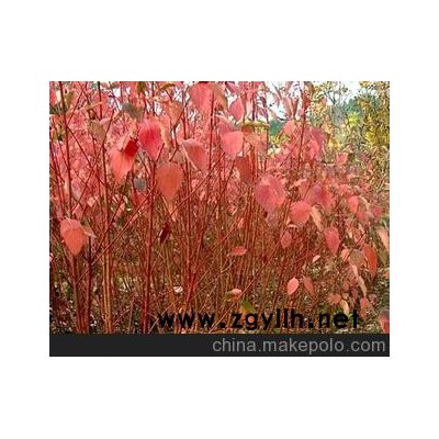 沭陽縣新河鎮(zhèn)新槐村艷陽園藝苗木場 shuyang county xinhe town xinhuai village yanyang Horticulture seedling field