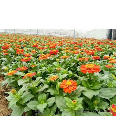 百日草  百日草價(jià)格 百日草圖片