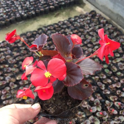 四季海棠 青州草花批發(fā)基地 四季海棠價(jià)格