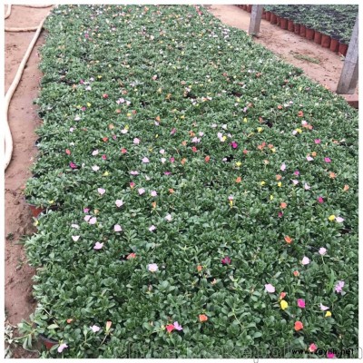 時(shí)令草花太陽花 太陽花批發(fā)基地 太陽花價(jià)格