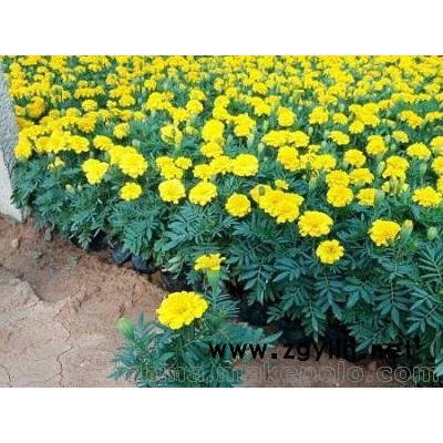 草花批發(fā)孔雀草 青州時(shí)令草花 孔雀草價(jià)格 孔雀草圖片