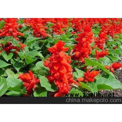句容草花供應(yīng) 海門草花批發(fā)（高清圖）