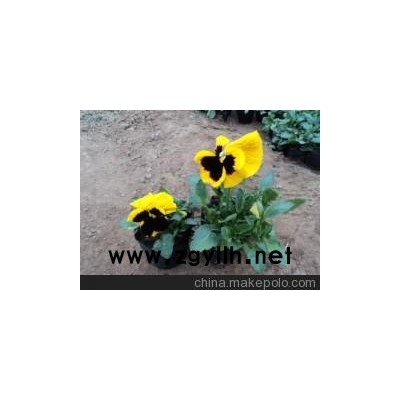 遼寧草花三色堇青州向陽花木供應(yīng)