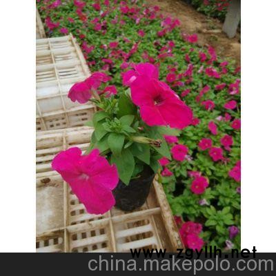 吳忠四季草花 銀川草花批發(fā)價(jià)格（點(diǎn)擊）
