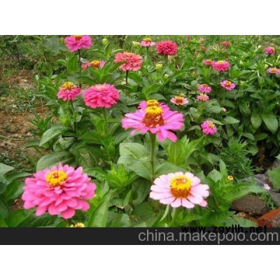 隴南草花供應(yīng)、金昌四季草花（多圖）