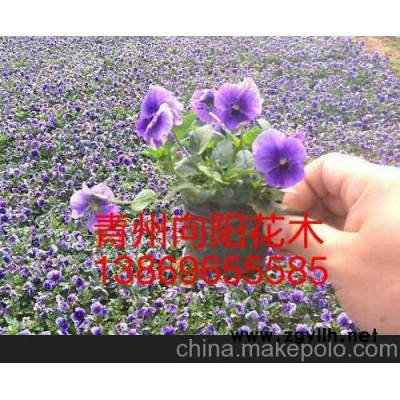 臨汾三色堇新報價山東向陽草花苗木基地