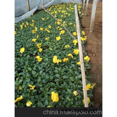南充三色堇新報價山東向陽草花苗木基地