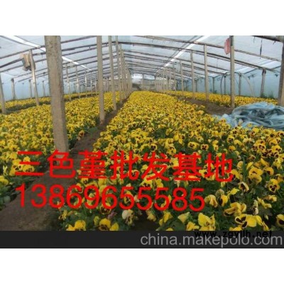 山東省三色堇新報價山東向陽草花苗木基地