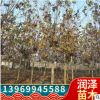 落葉喬木法桐樹苗園林工程綠化苗木街道風景樹速生