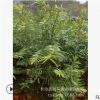 批發(fā)紅豆杉 地徑2-3-5-8-12公分南方紅豆杉樹苗 造型美觀健康苗木