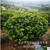 批發(fā)茶花球 湖南山茶2-4-5公分高桿茶花樹(shù)花色大紅 綠化苗木