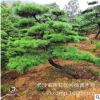 批發(fā)黑松 庭院種植造型黑松樹(shù) 造型奇特 黑松小苗價(jià)格