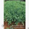 批發(fā)紅豆杉 直徑3-4-6-8-10公分南方紅豆杉樹(shù)苗盆景 健康綠化苗木
