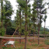 批發(fā)羅漢松盆景 羅漢松樹(shù)苗 造型羅漢松球規(guī)格齊價(jià)格低
