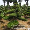 批發(fā)8cm桂花樹(shù) 移栽大桂花 金桂花苗 長(zhǎng)沙桂花樹(shù) 樹(shù)形優(yōu)美