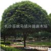 湖南求購(gòu)【叢生丹桂樹(shù) 丹桂球】紅桂，樹(shù)形好，冠幅緊湊
