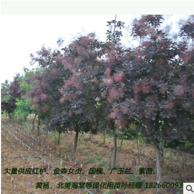 大量供應(yīng)美國(guó)紅櫨優(yōu)質(zhì)園林綠化行道樹 山東紅櫨小苗苗喬木花灌木