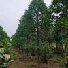 竹柏，地苗規(guī)格6-20公分價格實惠，容器苗規(guī)格8-12公分供應(yīng)中