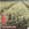 湖南優(yōu)質(zhì)出售 金邊黃楊球 金邊黃楊小苗 哪里實惠