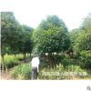 供應(yīng)10公分八月桂 金桂 品種規(guī)格齊全 貨源充足 湖南低價桂花