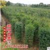 優(yōu)質(zhì)低價銷售 小葉女貞柱 盡在君琳苗圃樹形優(yōu)美
