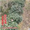 低價銷售 茶梅球 茶梅小苗 盡在湖南君琳苗圃