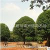 批發(fā)精品桂花樹(shù) 湖南桂花 桂花樹(shù)苗價(jià)格 金桂 黃花清香怡人