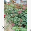 批發(fā)月季花苗 小葉大花鉆石月季小苗 湖南大葉豐花月季價(jià)格 量大