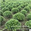 銷售老人葵 專業(yè)出售湖南老人葵各種熱帶植物 華盛頓葵價(jià)格