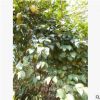 湖南油茶樹基地供應(yīng) 高產(chǎn)油茶苗 油茶嫁接茶花價(jià)格低 綠化苗木
