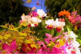 俄羅斯莫斯科園藝園林花卉展覽會(huì)FlowersExpo