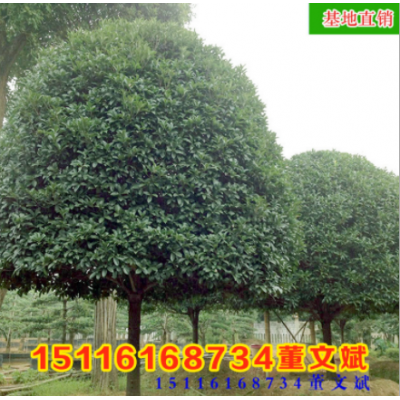 批發(fā)骨架香樟樹 移植規(guī)格齊全 量大從優(yōu)香樟常綠喬木湖南基地廠家