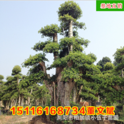 批發(fā)造型羅木石楠古樁樹 園林綠化工程苗木精品庭院常綠 基地直銷