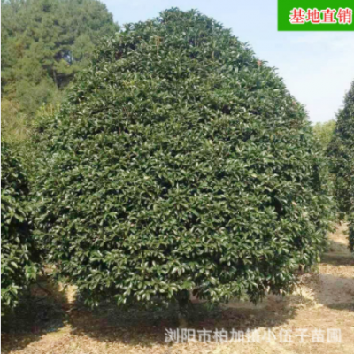 批發(fā)地籠桂花樹 大量供應園林綠化庭院工程苗木 湖南基地直銷